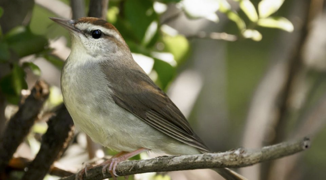 Springtime Swainsons Warblers in North Carolina